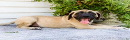English Mastiff dogs for sale: Miles - Ad 7