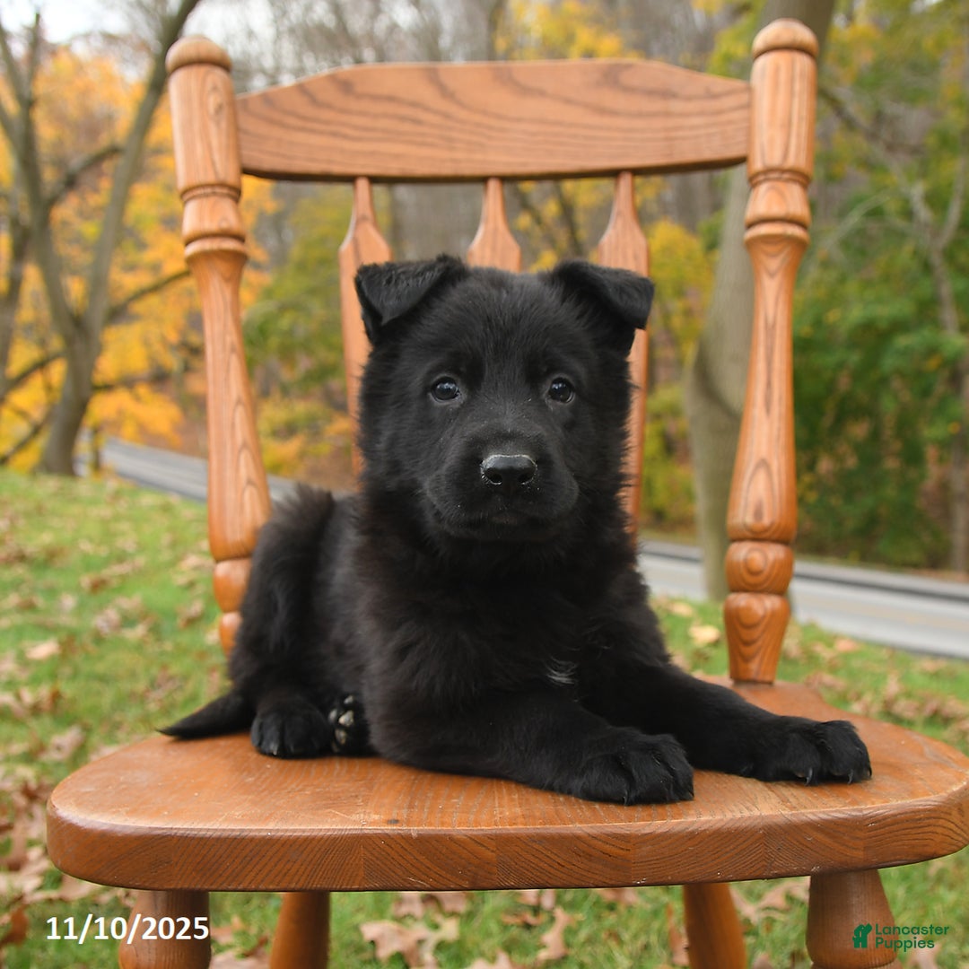 German Shepherd dogs for sale: Monty - Ad 2