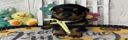 Rottweiler dogs for sale:  Alyssa - Ad 1