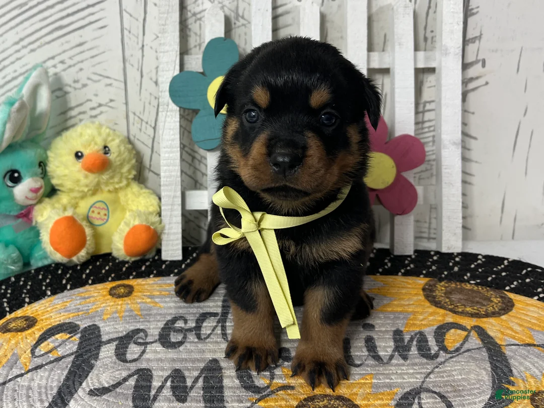 Rottweiler dogs for sale:  Alyssa - Ad 1