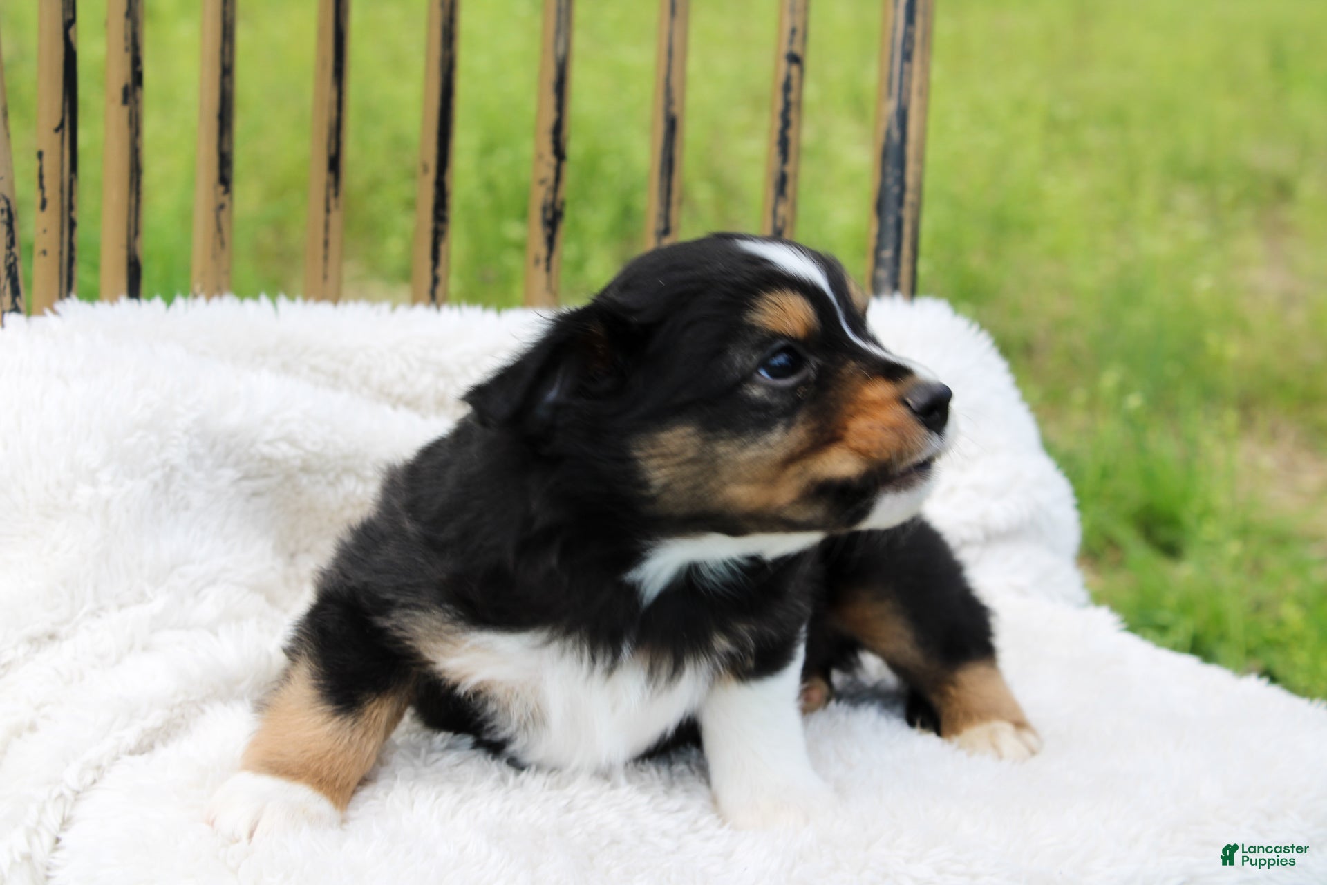 Miniature Australian Shepherd dogs Gunner - Ad 2