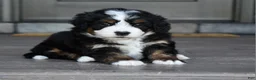Mini Bernedoodle dogs for sale: Jodie - Ad 4