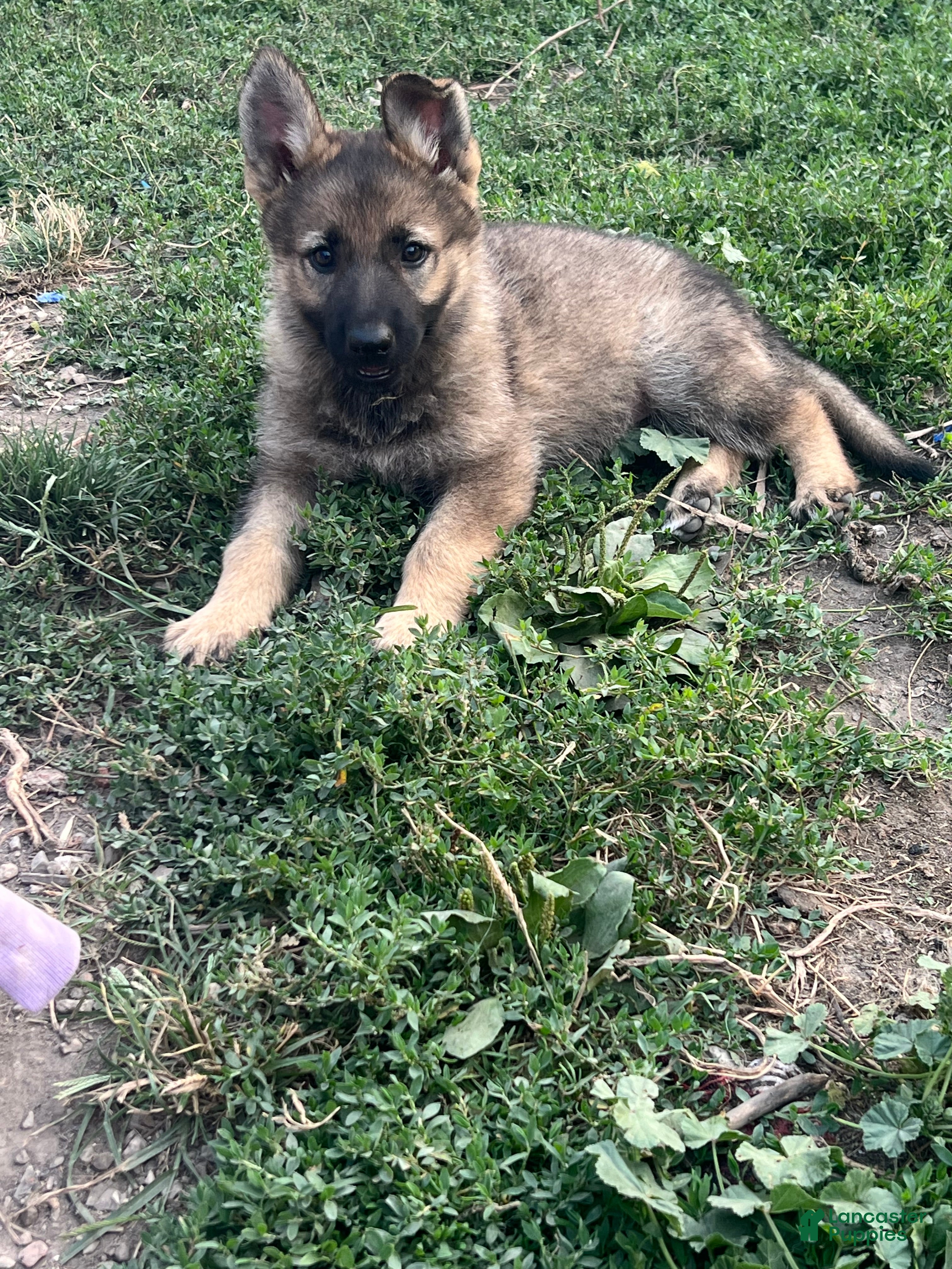 German Shepherd dogs German Shepherd 3 - Ad 2