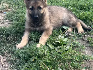 German Shepherd dogs German Shepherd 3 - Ad 2