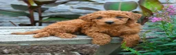 Mini Goldendoodle dogs for sale: Bella - Ad 2