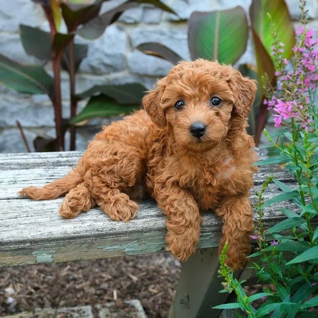 Mini Goldendoodle dogs for sale: Bella - Ad 2
