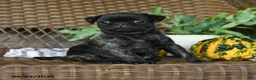 Pug dogs for sale: Truffle  - Ad 5