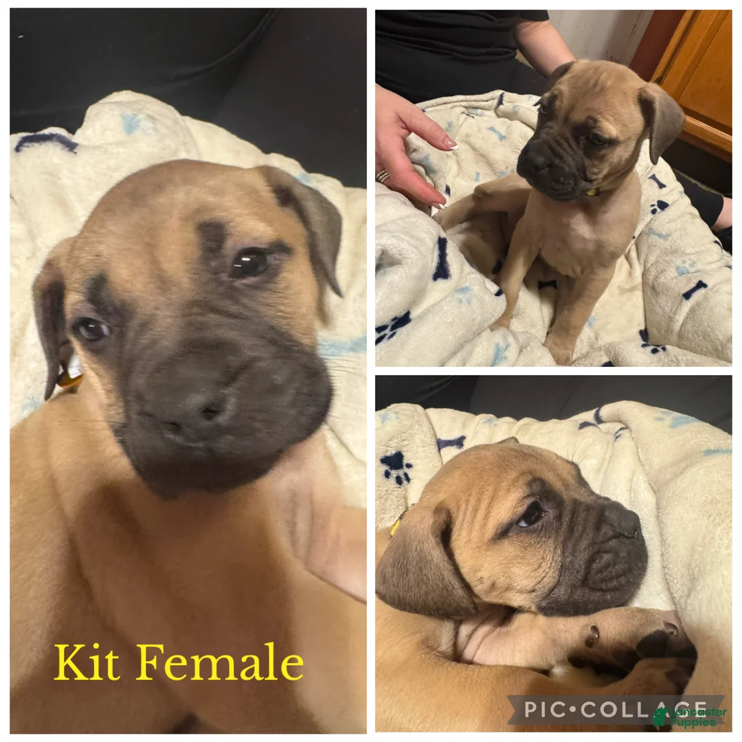 Bullmastiff dogs for sale: Bullmastiff Puppy 8 - Ad 1