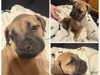 Bullmastiff dogs Bullmastiff Puppy 8 - Ad 10