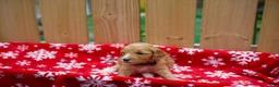 Goldendoodle dogs for sale: Ebony - Ad 3