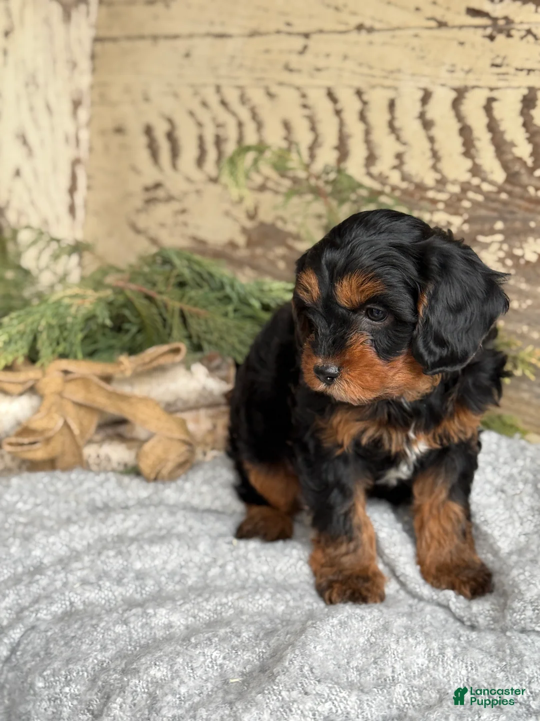 Mixed Breed dogs for sale: Harper - Ad 6