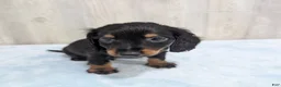 Miniature Dachshund dogs for sale: Pepper - Ad 5