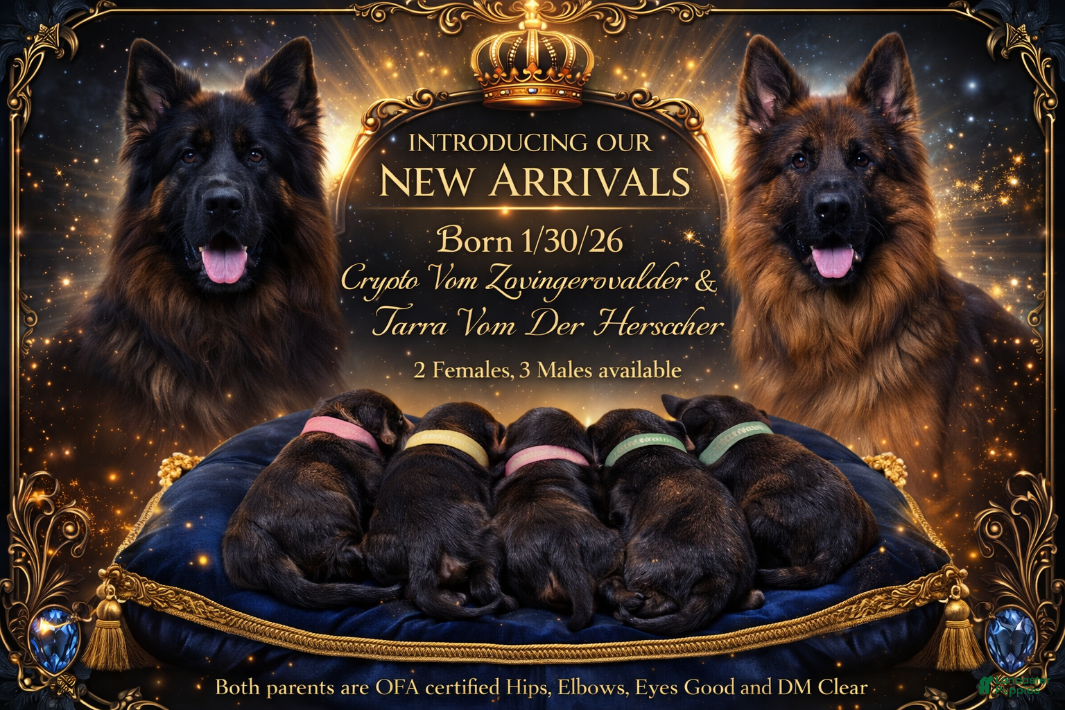 German Shepherd dogs Lh Champion bred import male - Ad 1