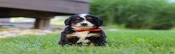 Mini Bernedoodle dogs for sale: Fireball - Ad 3