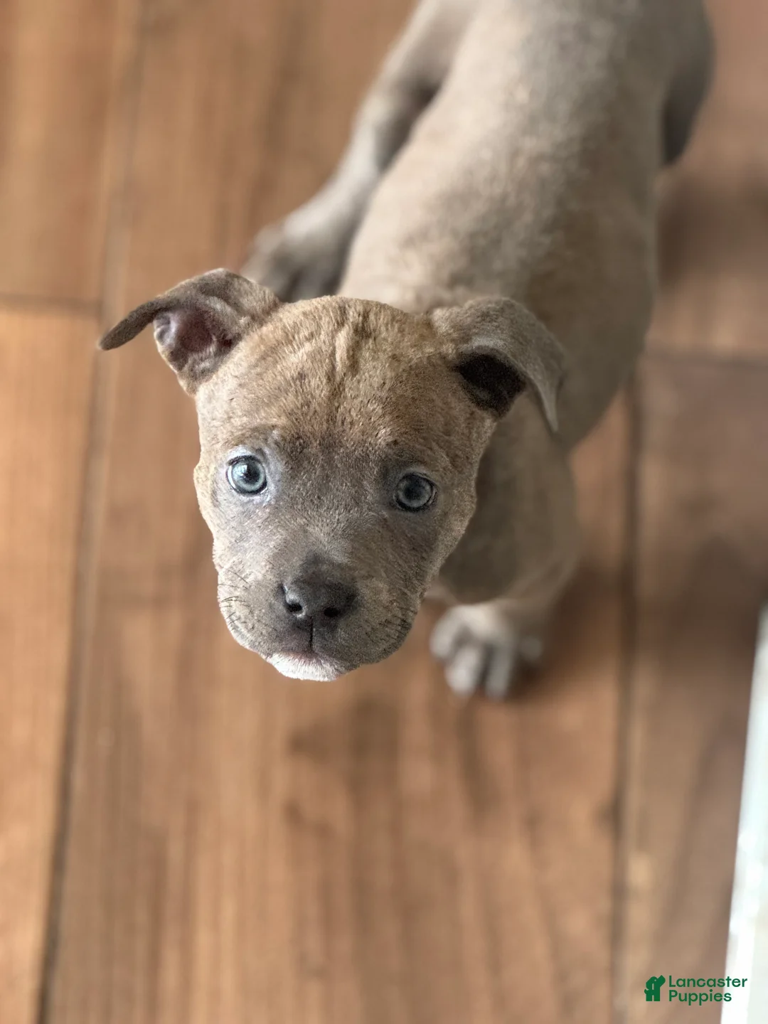 American Bully dogs for sale: American Bully 5 - Ad 1