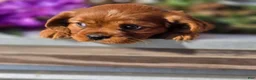 Cavalier King Charles Spaniel dogs for sale: Cavalier King Charles Spaniel 2 - Ad 29