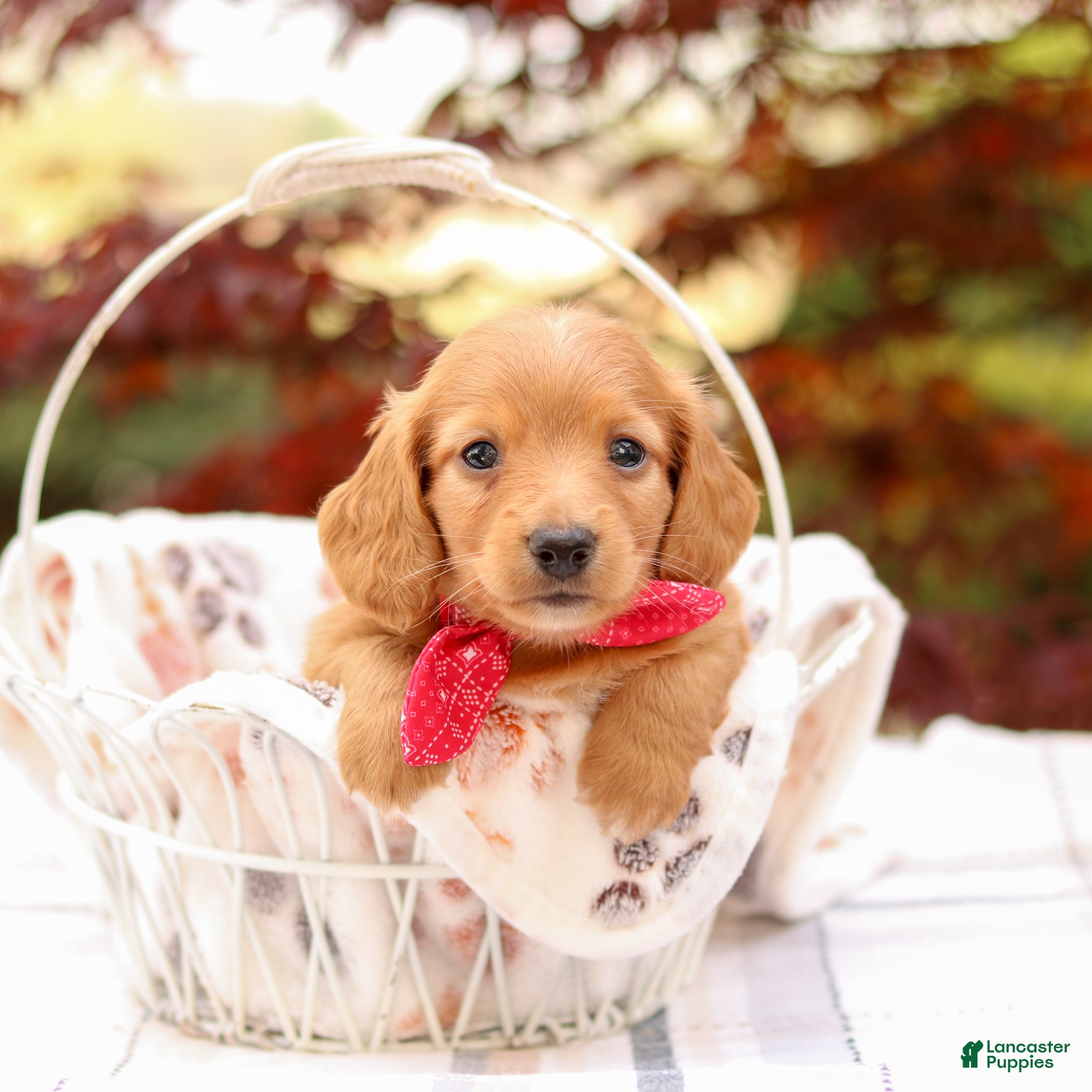 Miniature Dachshund dogs Kory - Ad 1