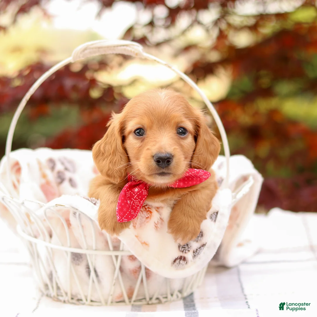 Miniature Dachshund dogs for sale: Kory - Ad 1