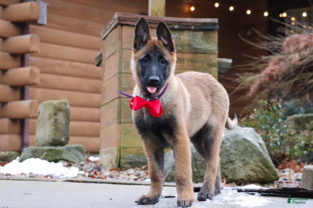 Belgian Malinois dogs for sale: Halo - Ad 4