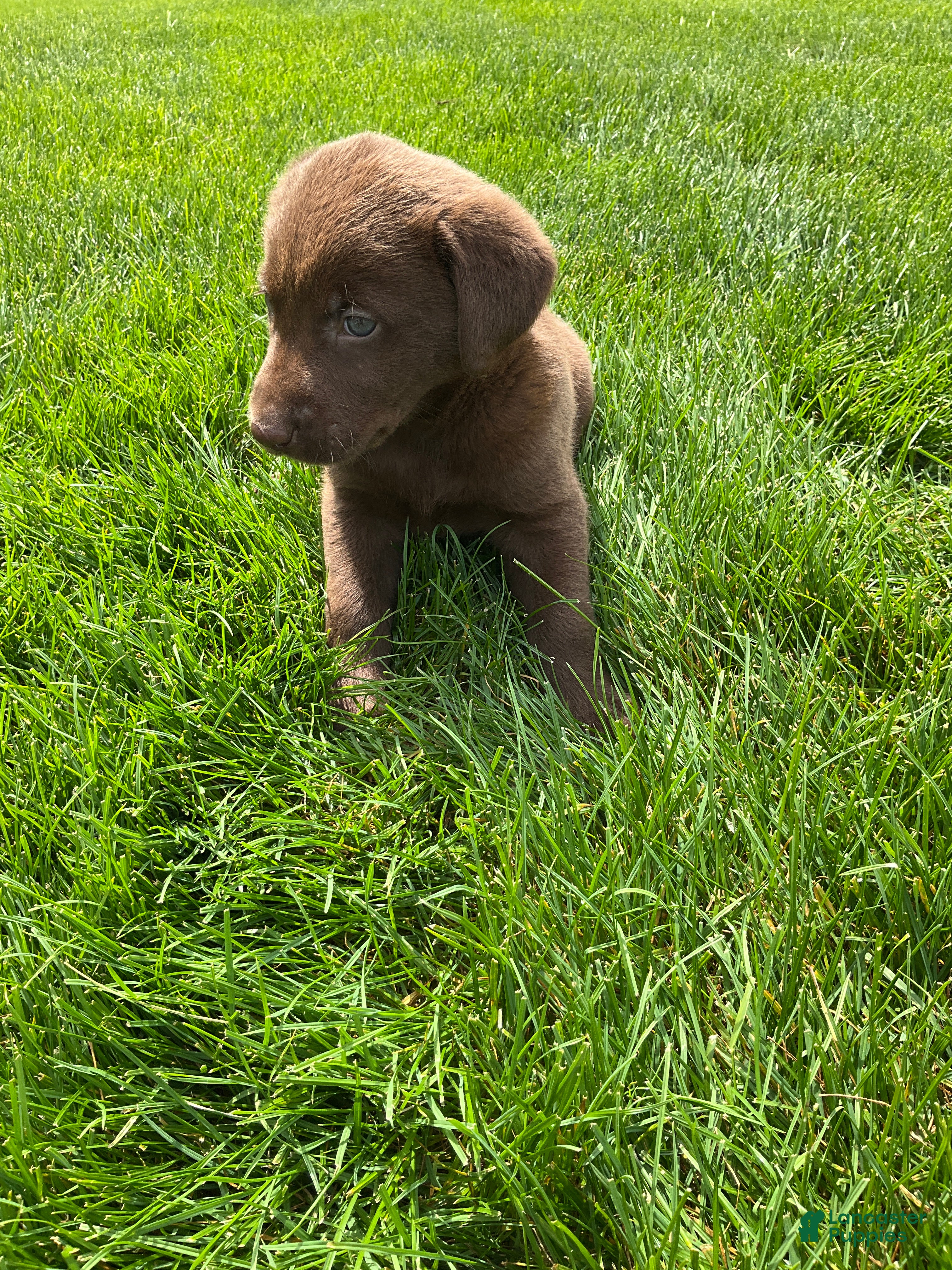 Labrador Retriever dogs for sale: Miles - Ad 4
