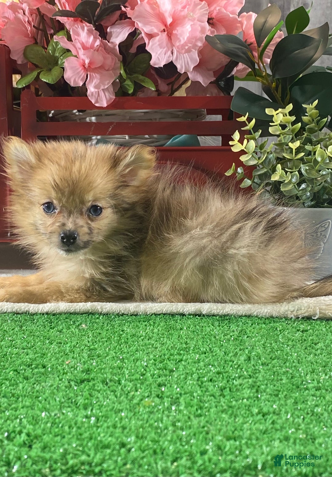 Pomeranian dogs for sale: Paige - Ad 3