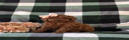 Miniature Poodle dogs for sale: Shay - Ad 3