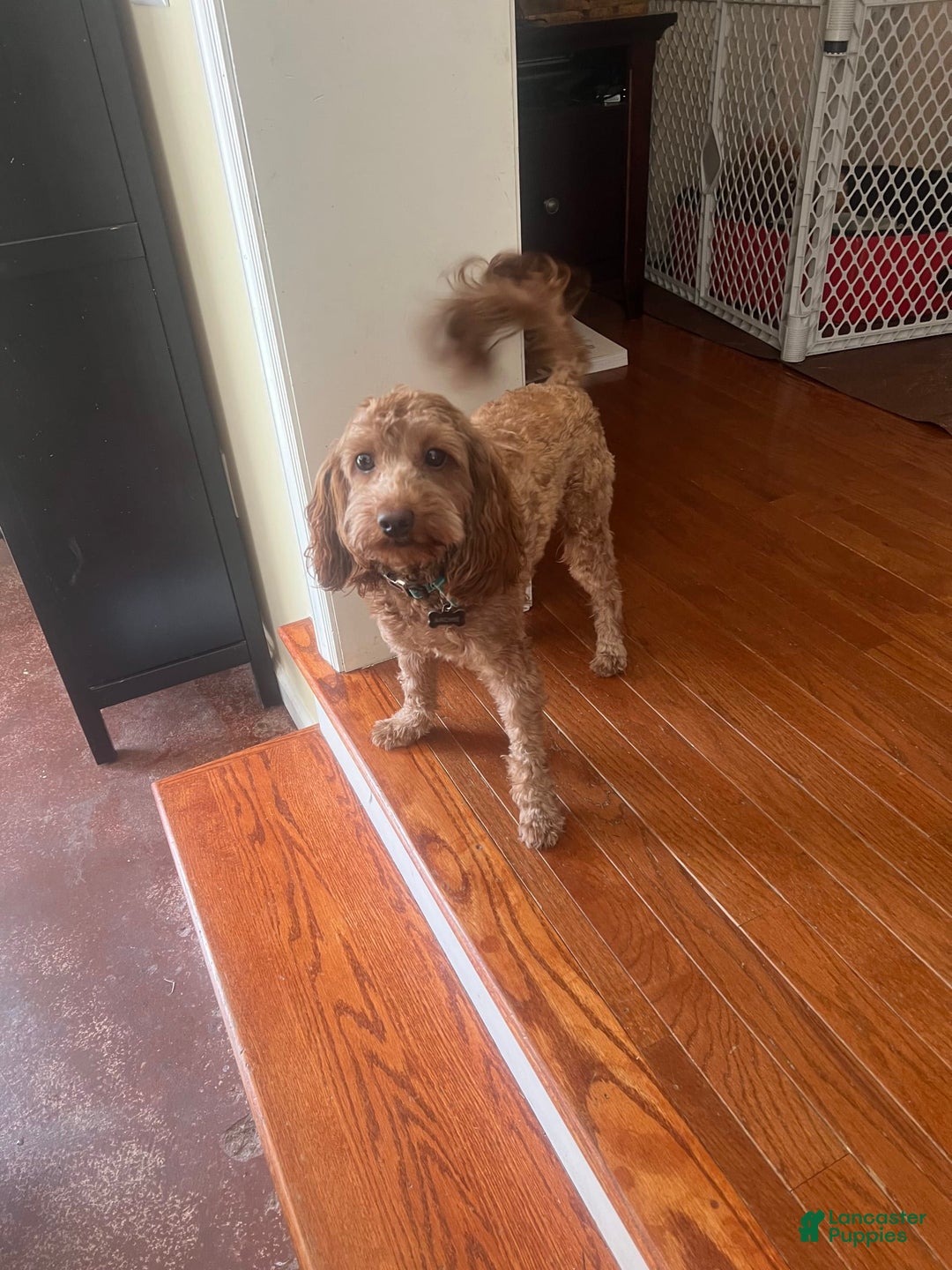 Gallery Image {{count}}