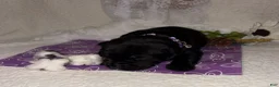Labrador Retriever dogs for sale: Labrador Retriever black female purple collar - Ad 3