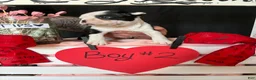 Boston Terrier dogs for sale: Boston Terrier Puppy 2 - Ad 6