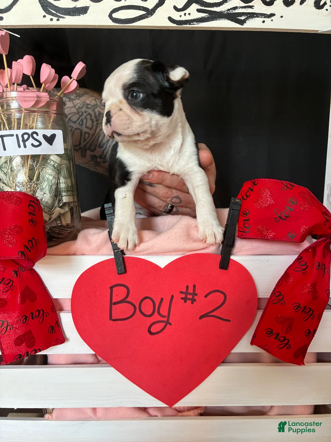 Boston Terrier dogs for sale: Boston Terrier Puppy 2 - Ad 6