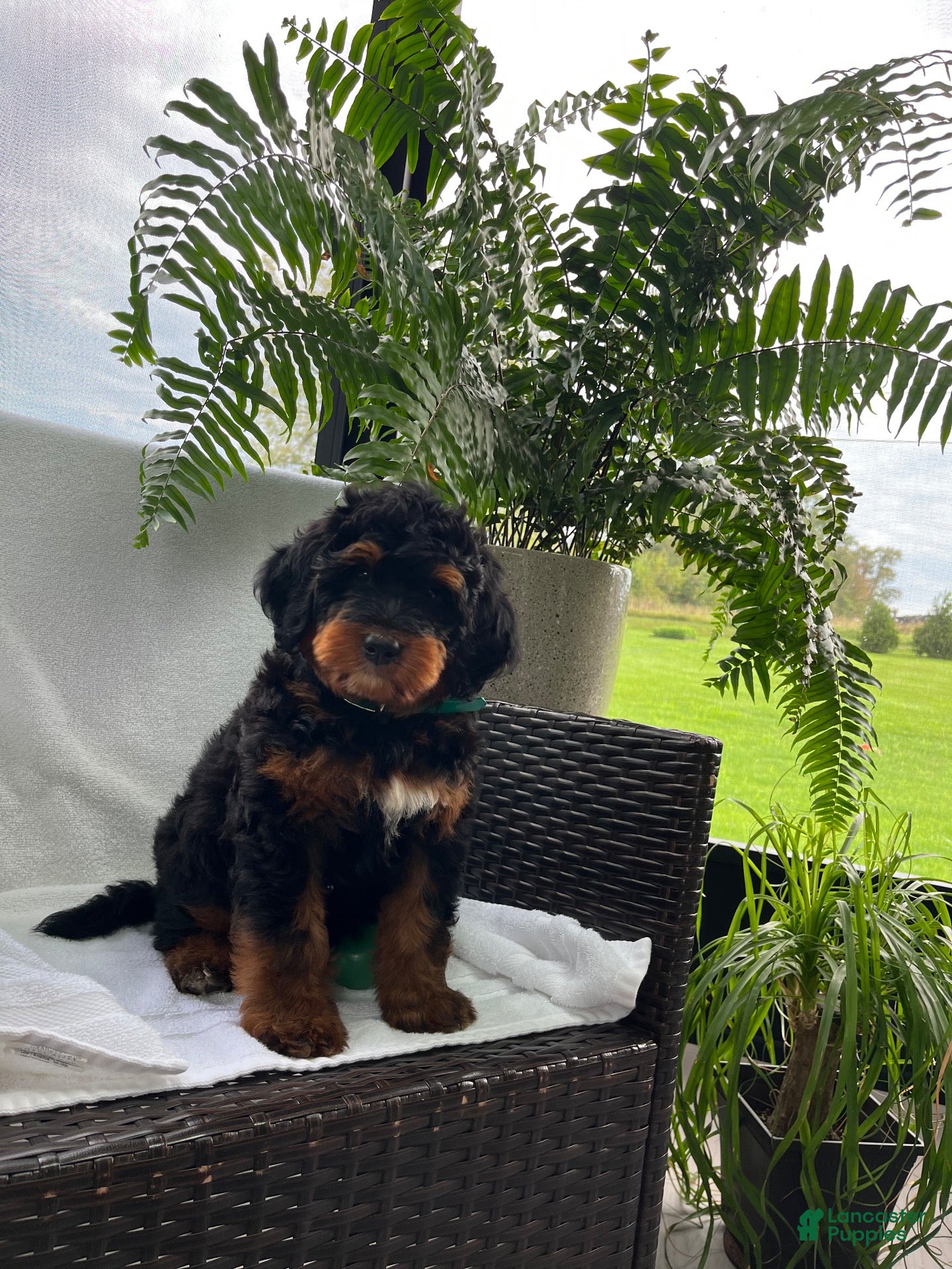 Mini Bernedoodle dogs Leo - Ad 1