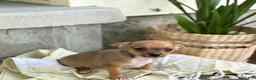 Chihuahua dogs for sale: Ristle - Ad 13
