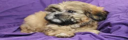 Shihpoo dogs for sale: Chewy - Ad 3