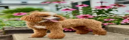 Mini Bernedoodle dogs for sale: Mini Bernedoodle Puppy 1 - Ad 5