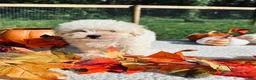 Maltese dogs for sale: Maltese 1 - Ad 7