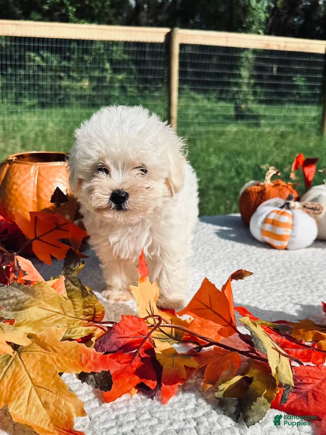 Maltese dogs for sale: Maltese 1 - Ad 7