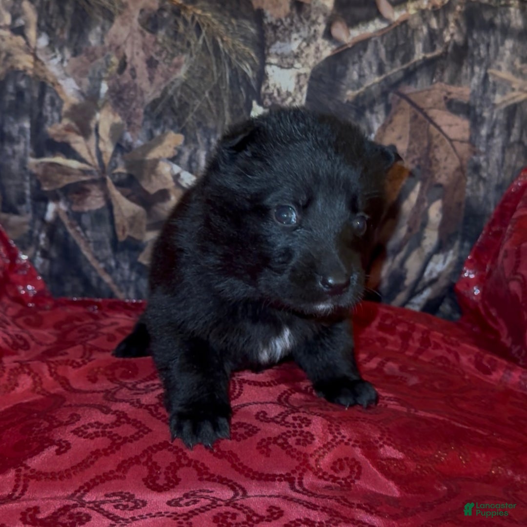 German Shepherd dogs for sale: SCAMPI - Ad 17