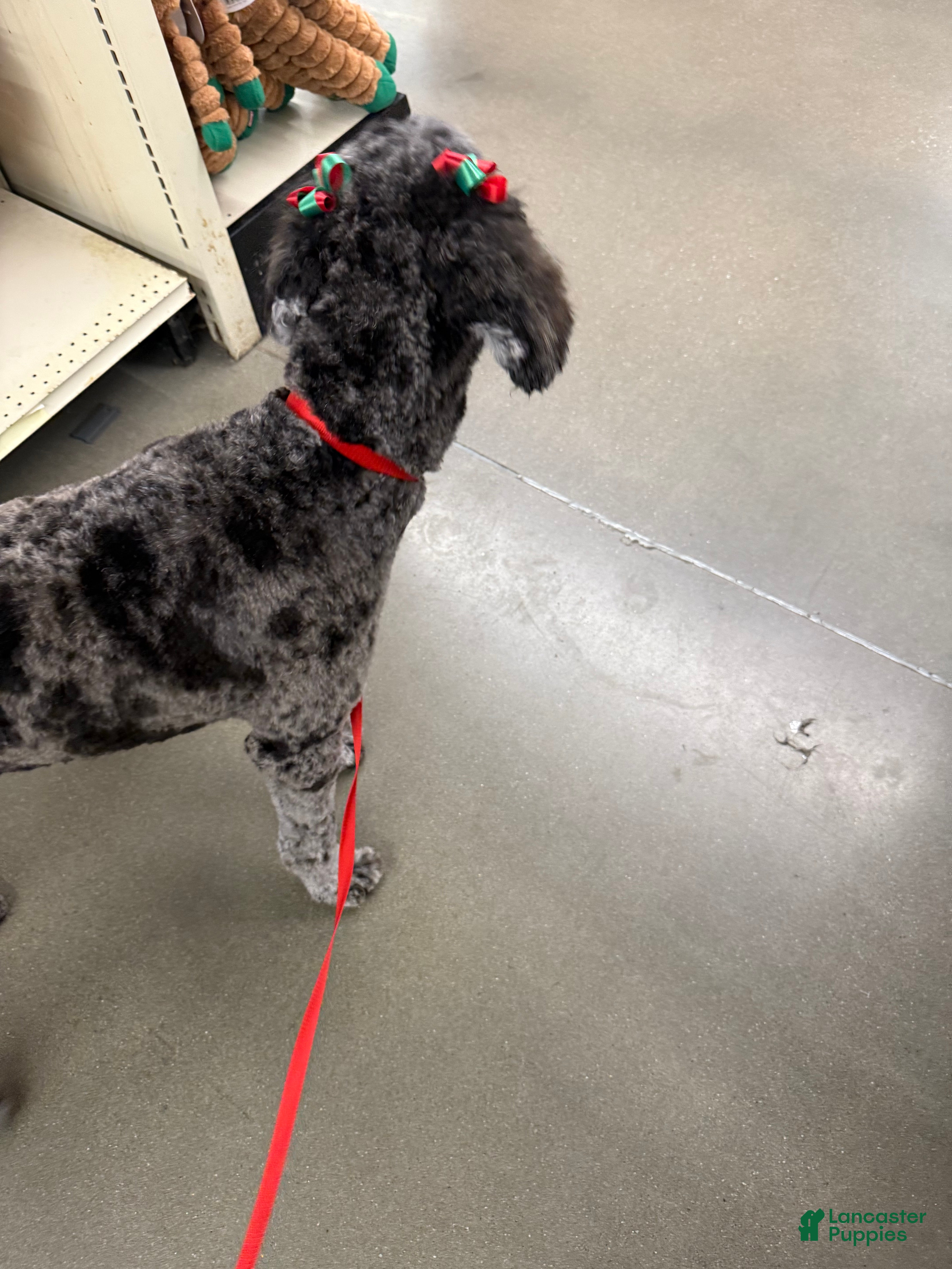 Goldendoodle dogs Goldendoodle  - Ad 24