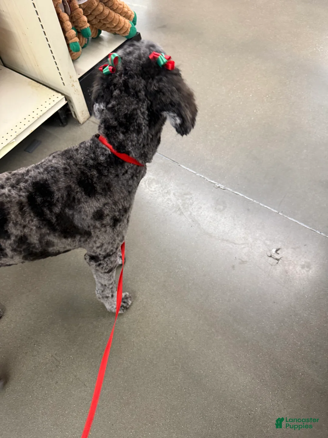 Goldendoodle dogs for sale: Goldendoodle  - Ad 1