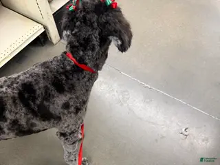 Goldendoodle dogs Goldendoodle - Ad 24