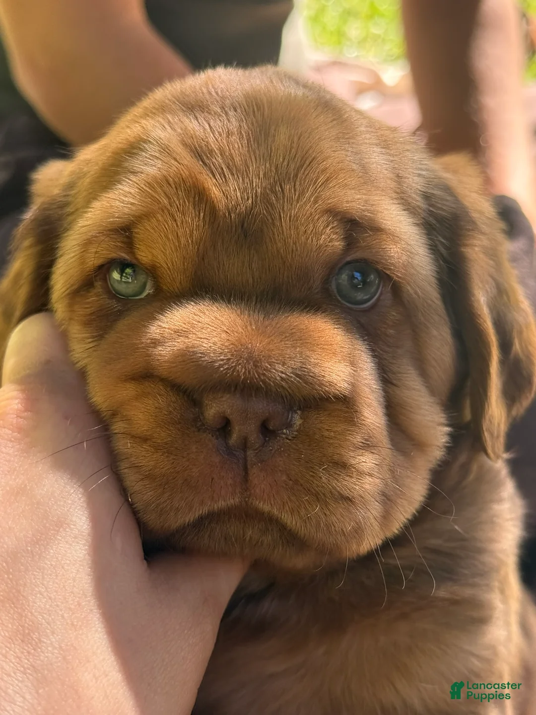 Mini Hippo dogs for sale: Mini Hippo - Amaretto  - Ad 2