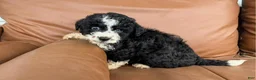 Mini Bernedoodle dogs for sale: Cookie - Ad 2