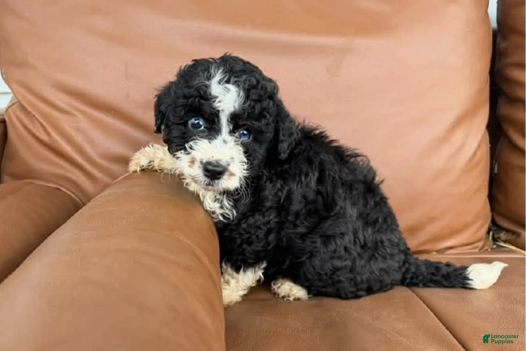 Mini Bernedoodle dogs for sale: Cookie - Ad 2