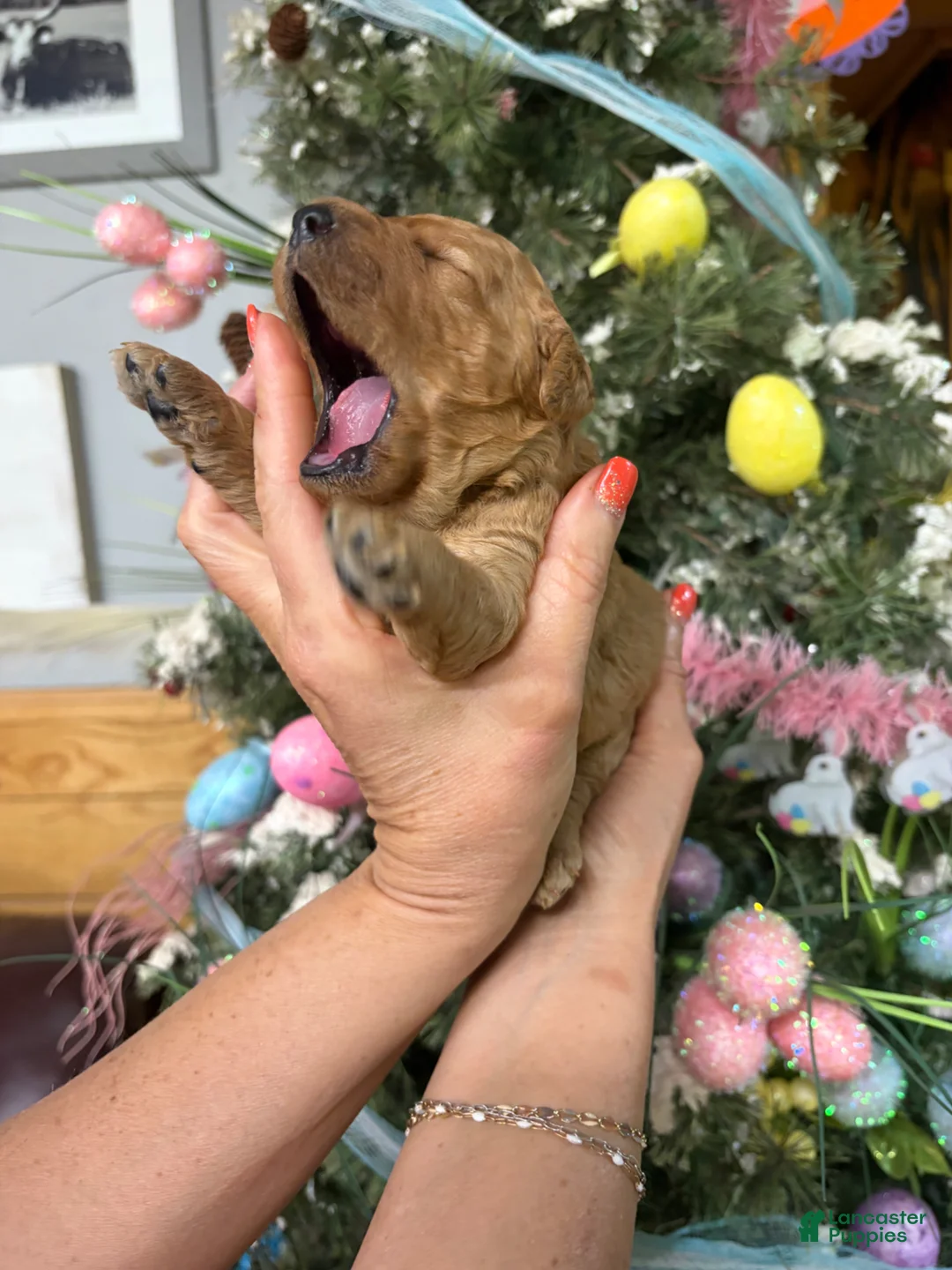 Mini Goldendoodle dogs for sale: Mini Goldendoodle Puppy 4 - Ad 8