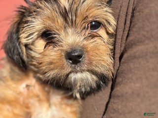 Shorkie dogs Shorkie Puppy 1 - Ad 22