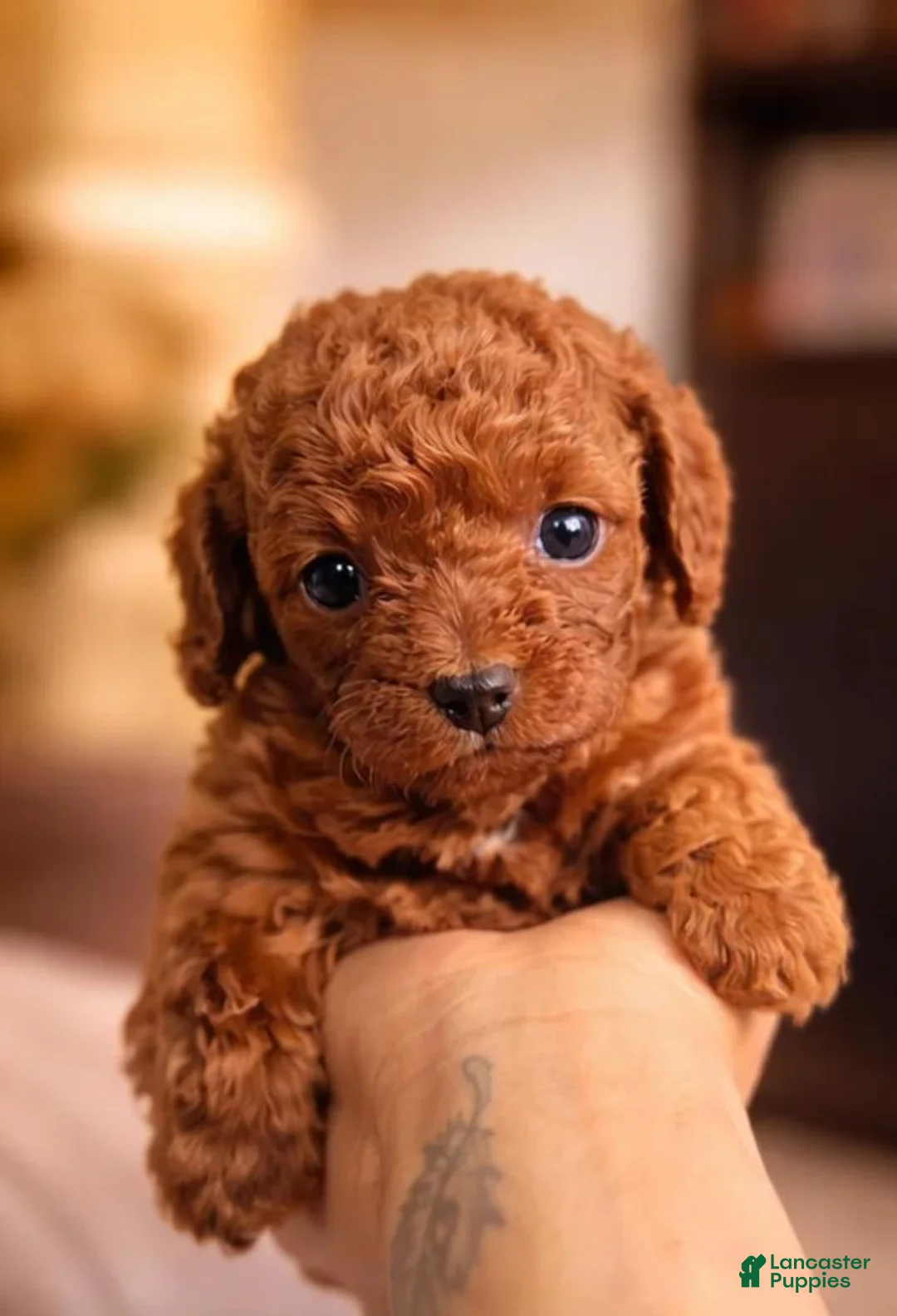 Toy Poodle dogs for sale: Lara - Ad 18
