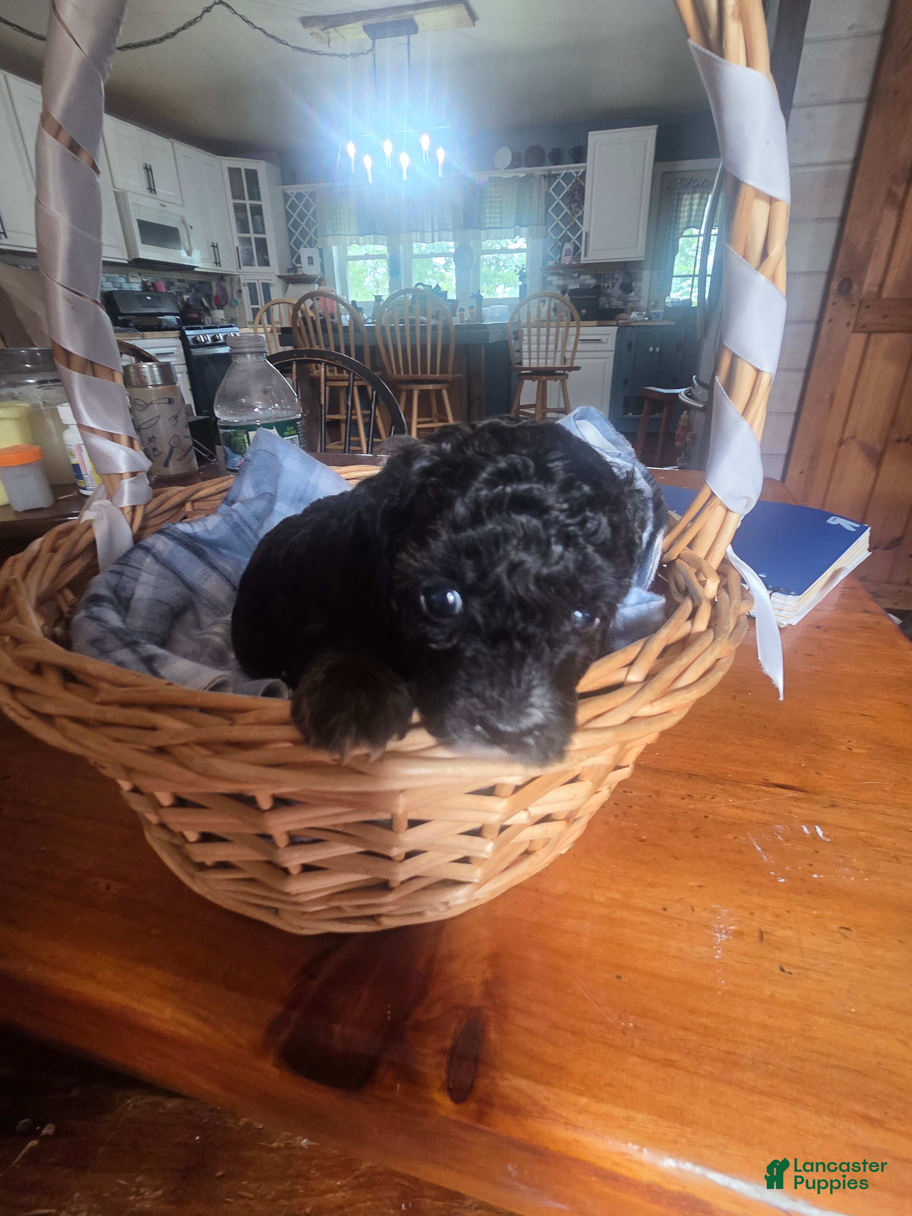 Toy Poodle dogs Toy Poodle 3 - Ad 4