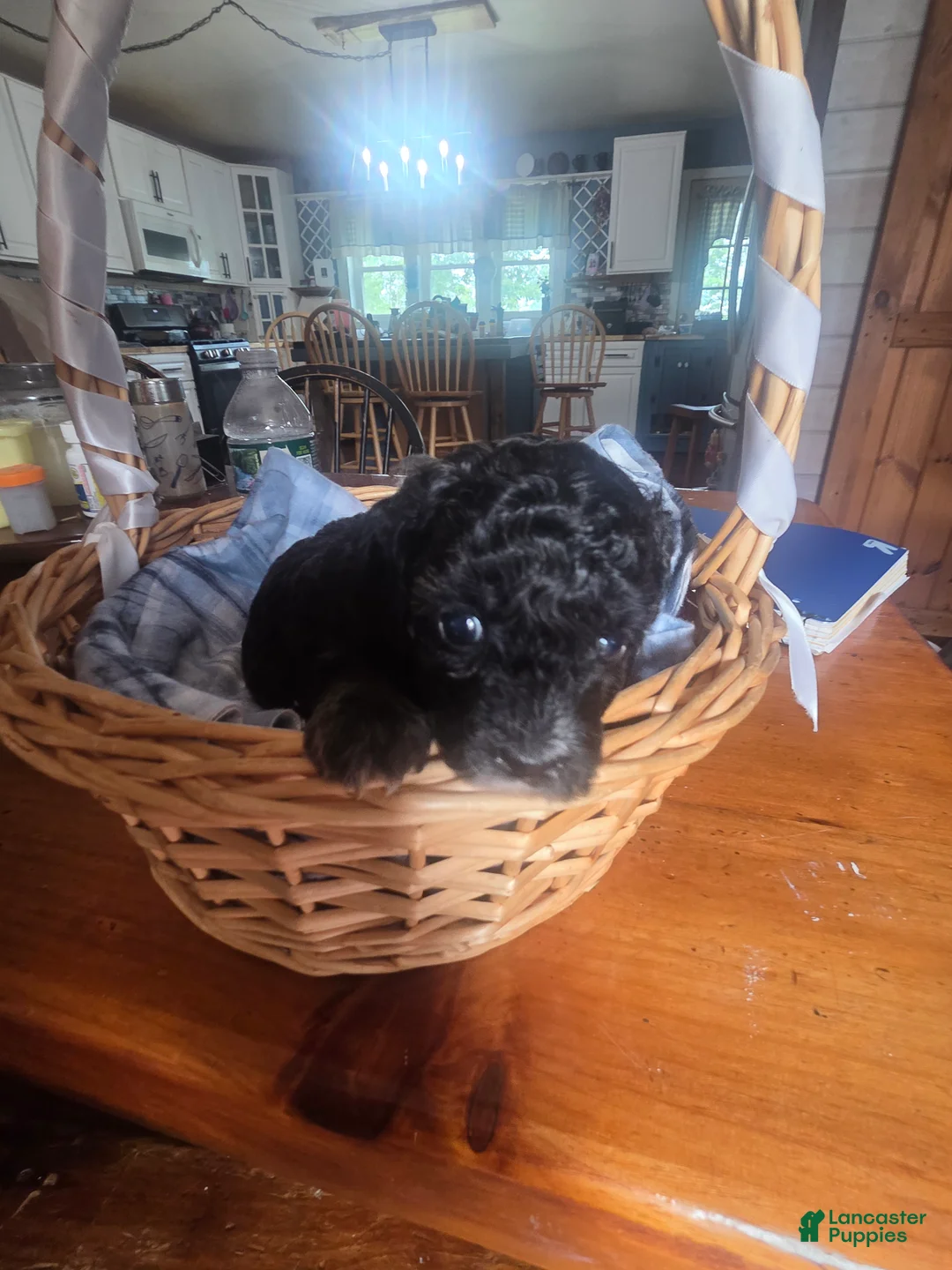 Toy Poodle dogs for sale: Toy Poodle 3 - Ad 1