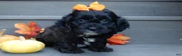 Cockapoo dogs for sale: Ellie - Ad 1