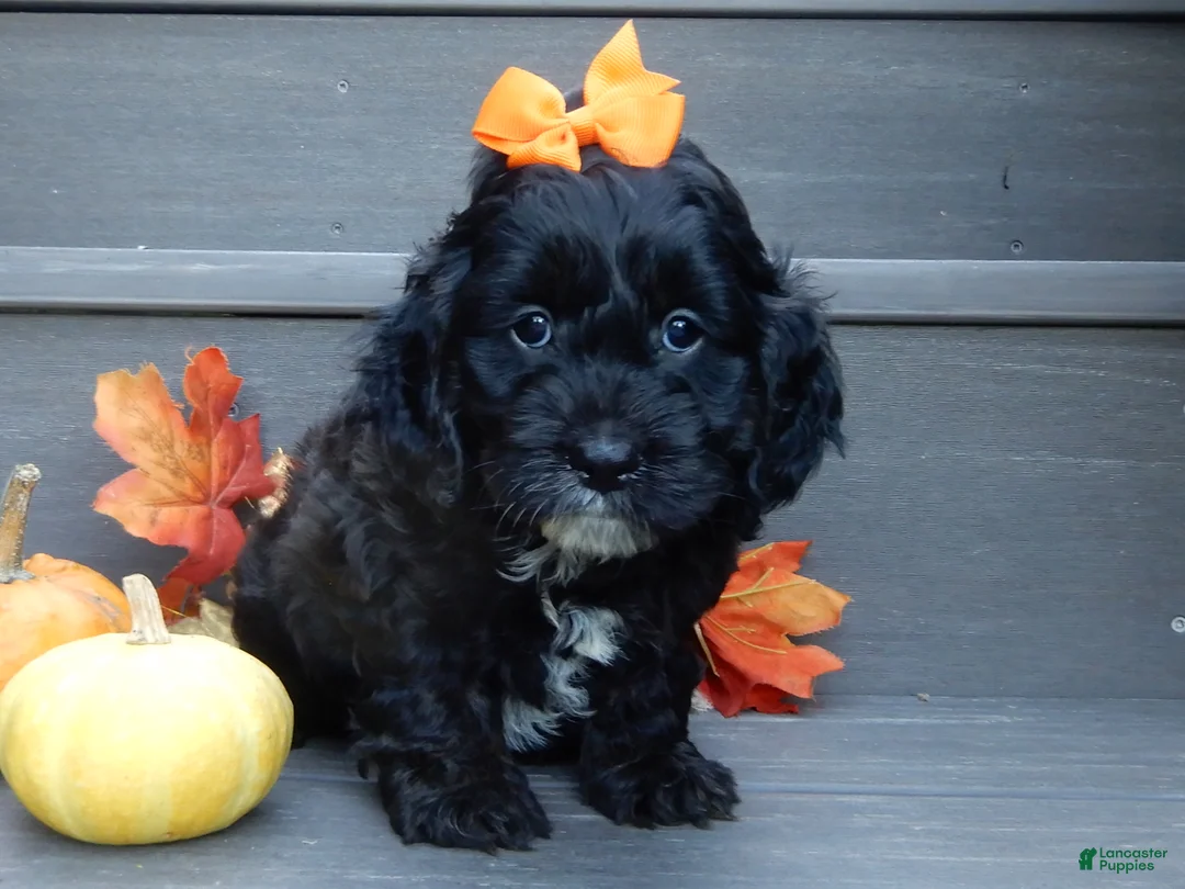 Cockapoo dogs for sale: Ellie - Ad 1